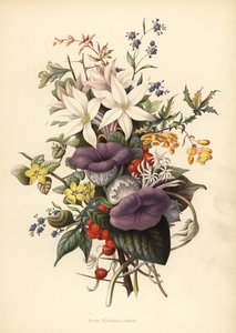 マハバレーシュワ（マハブラシュワール）の花